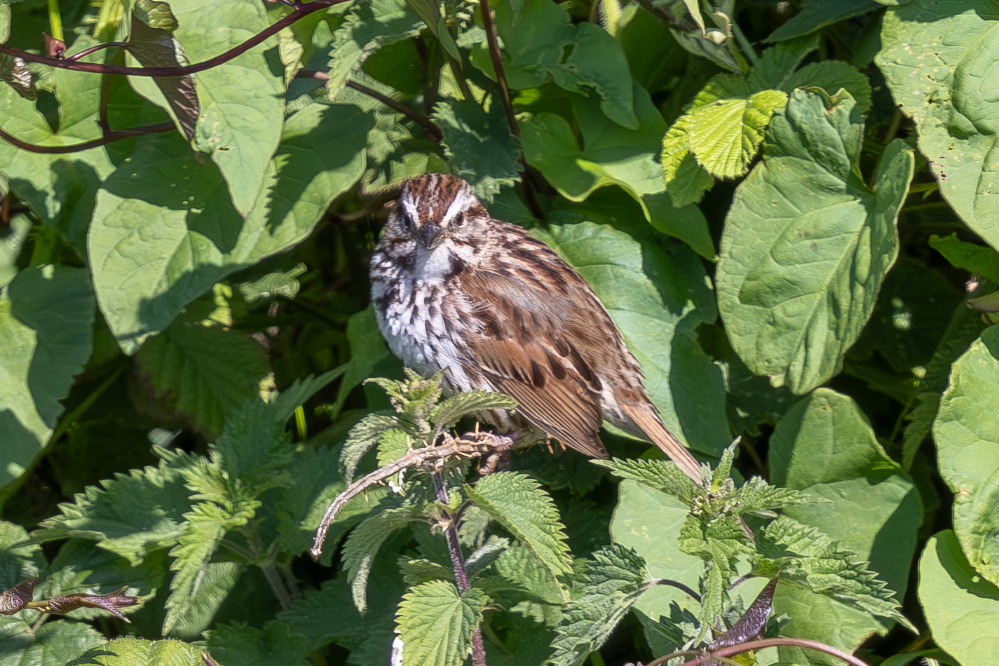 Song Sparrow