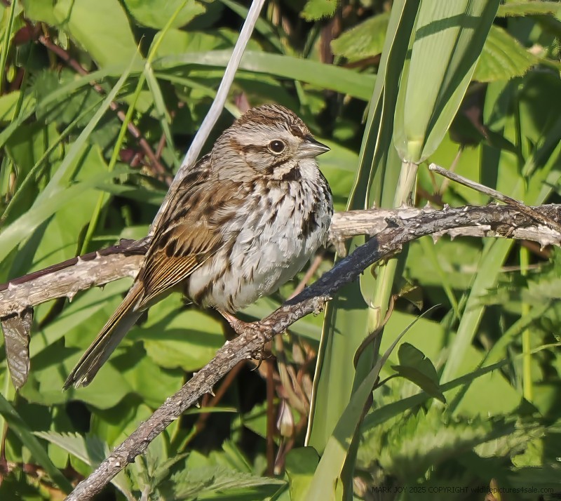 Song Sparrow