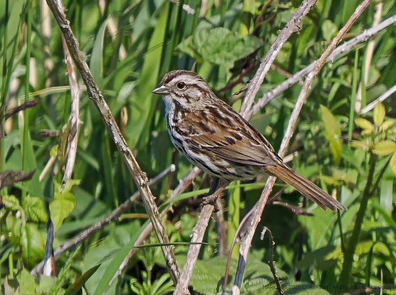 Song Sparrow
