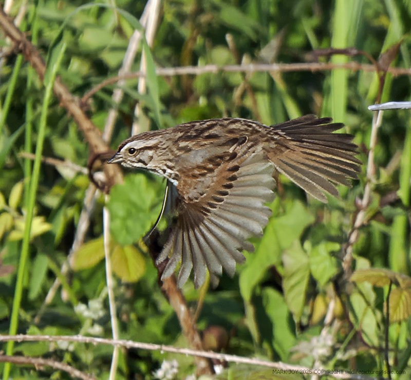 Song Sparrow