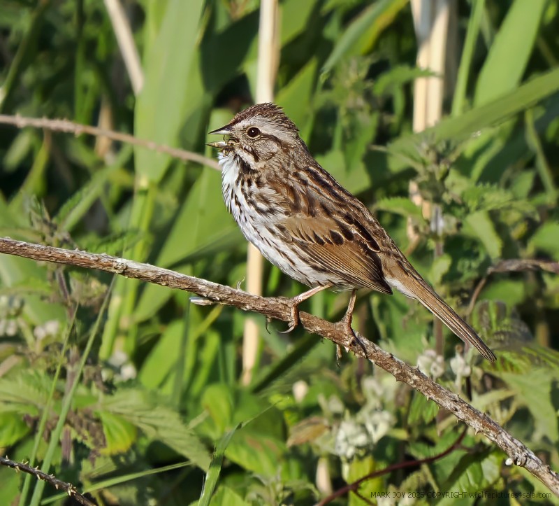 Song Sparrow