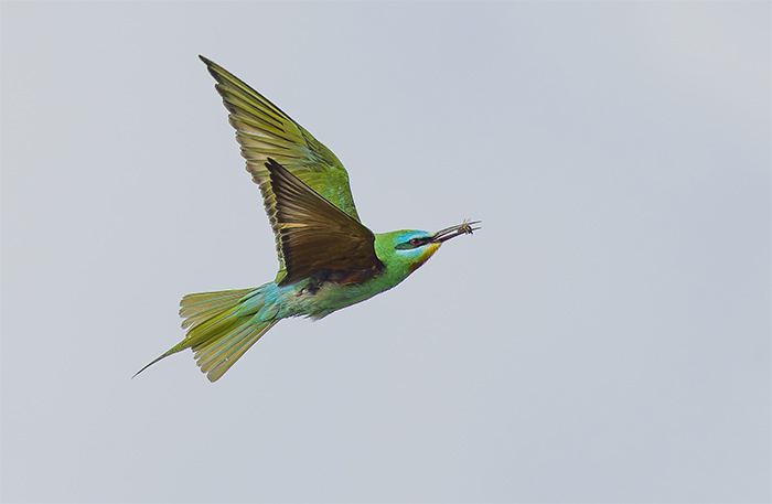Blue-cheeked Bee-eater