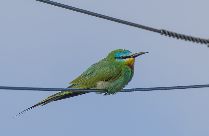 Blue-cheeked Bee-eater