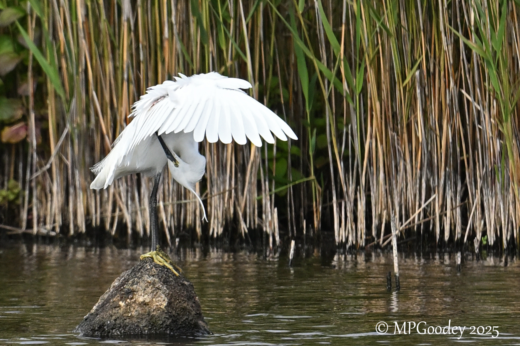 Little Egret