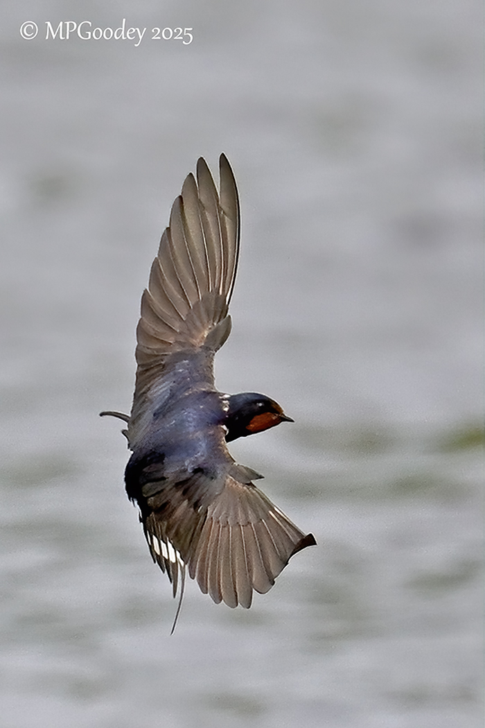 Swallow 
