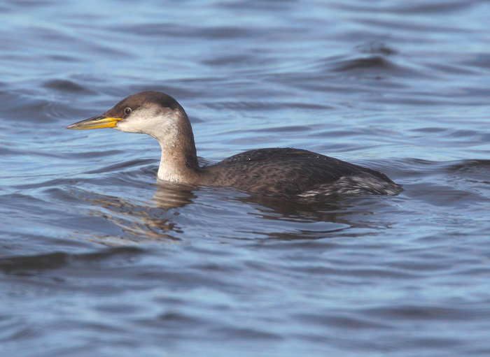 Red-necked Grebe