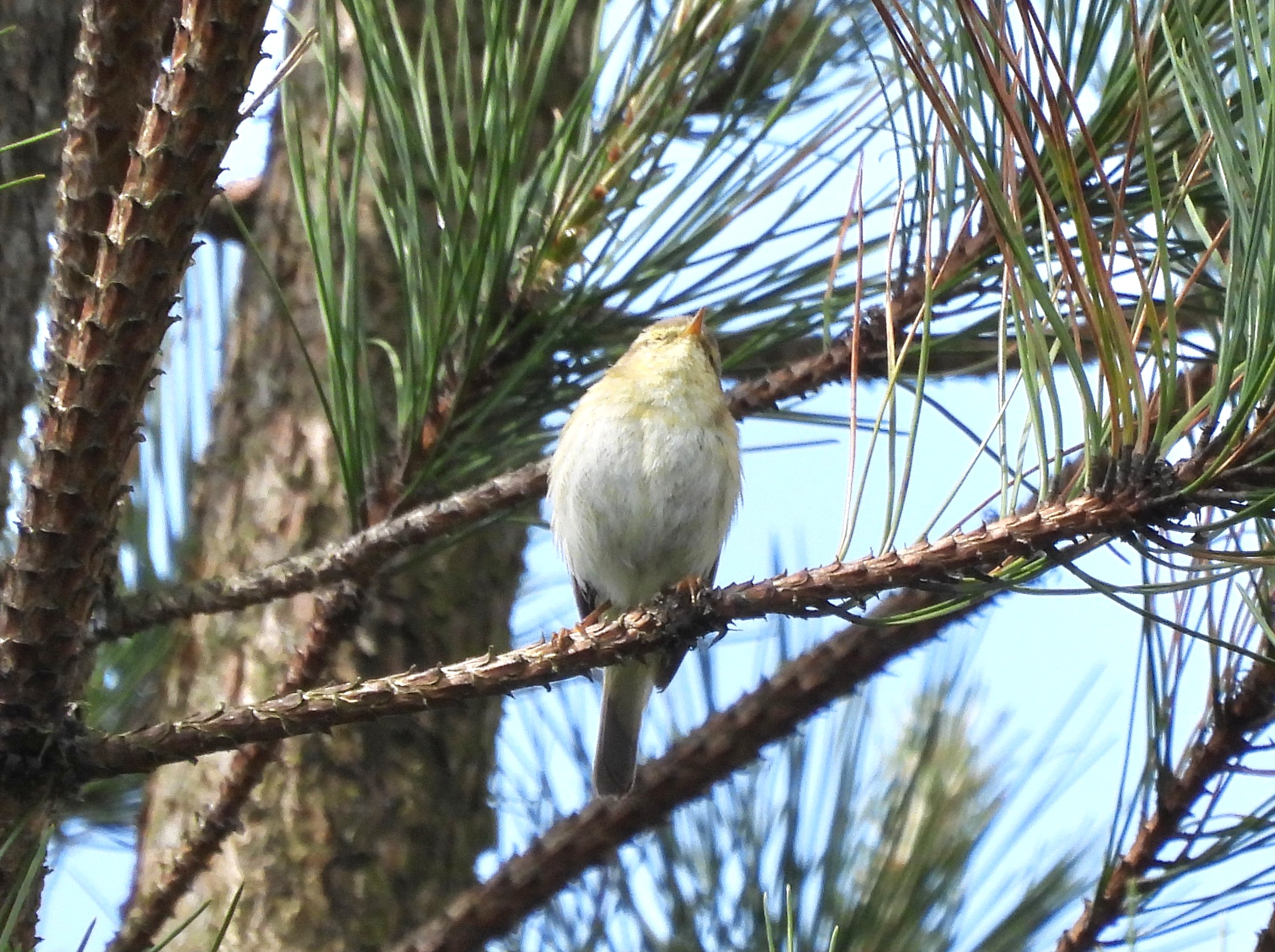 Iberian Chiffchaff