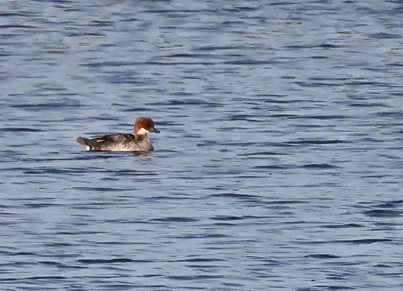 Smew