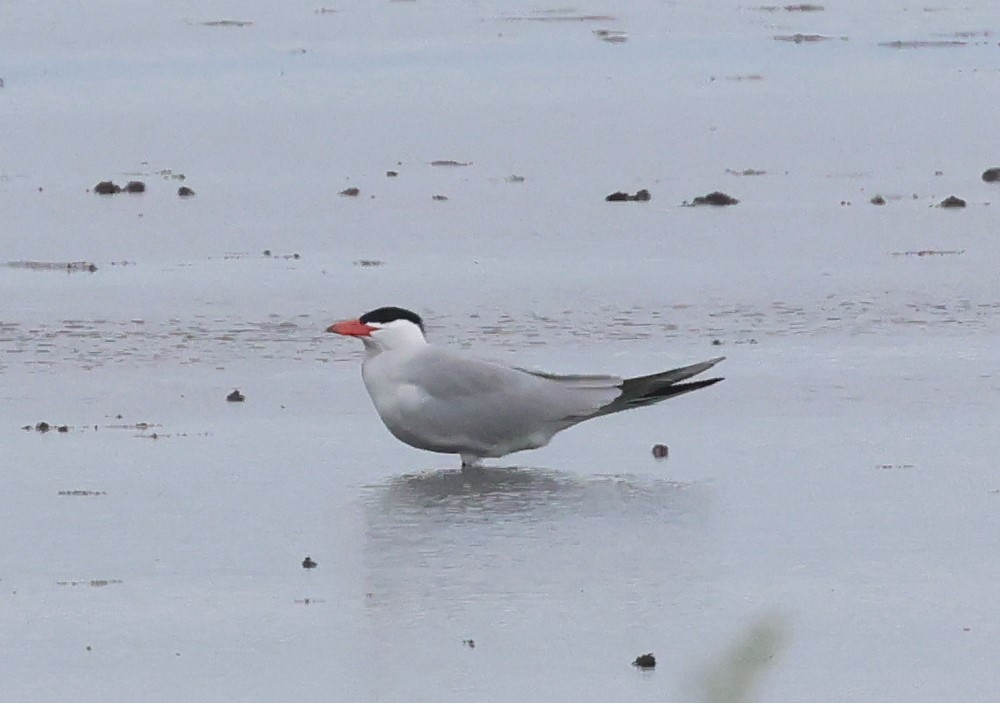 Caspian Tern
