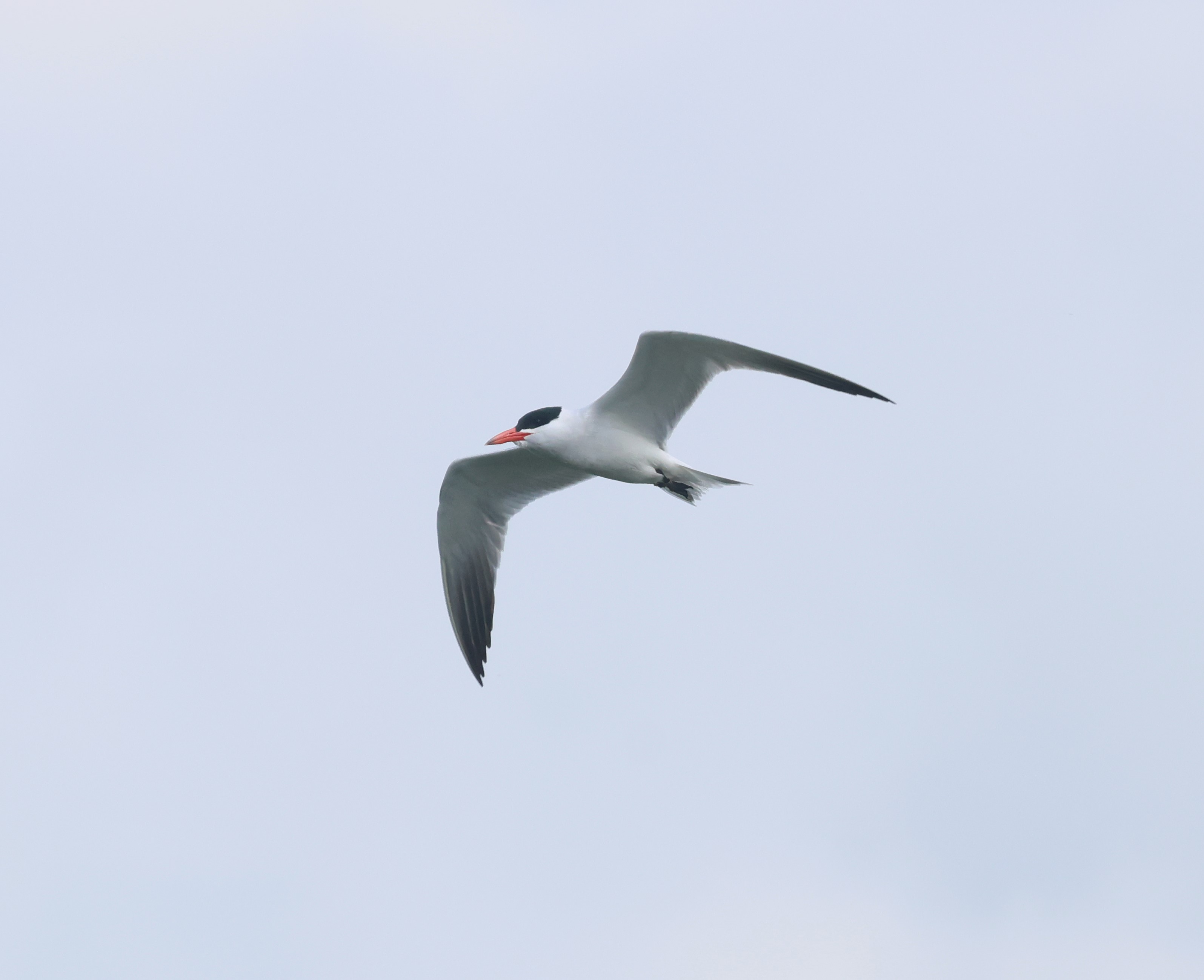 Caspian Tern