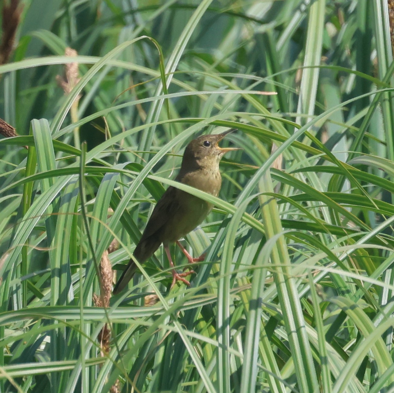 Grasshopper Warbler