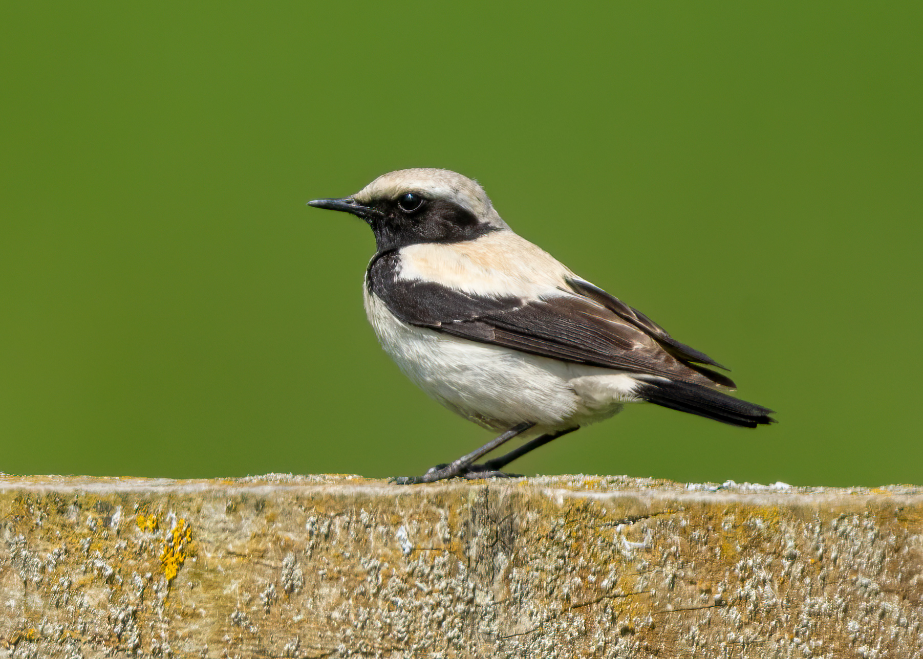 Desert Wheatear