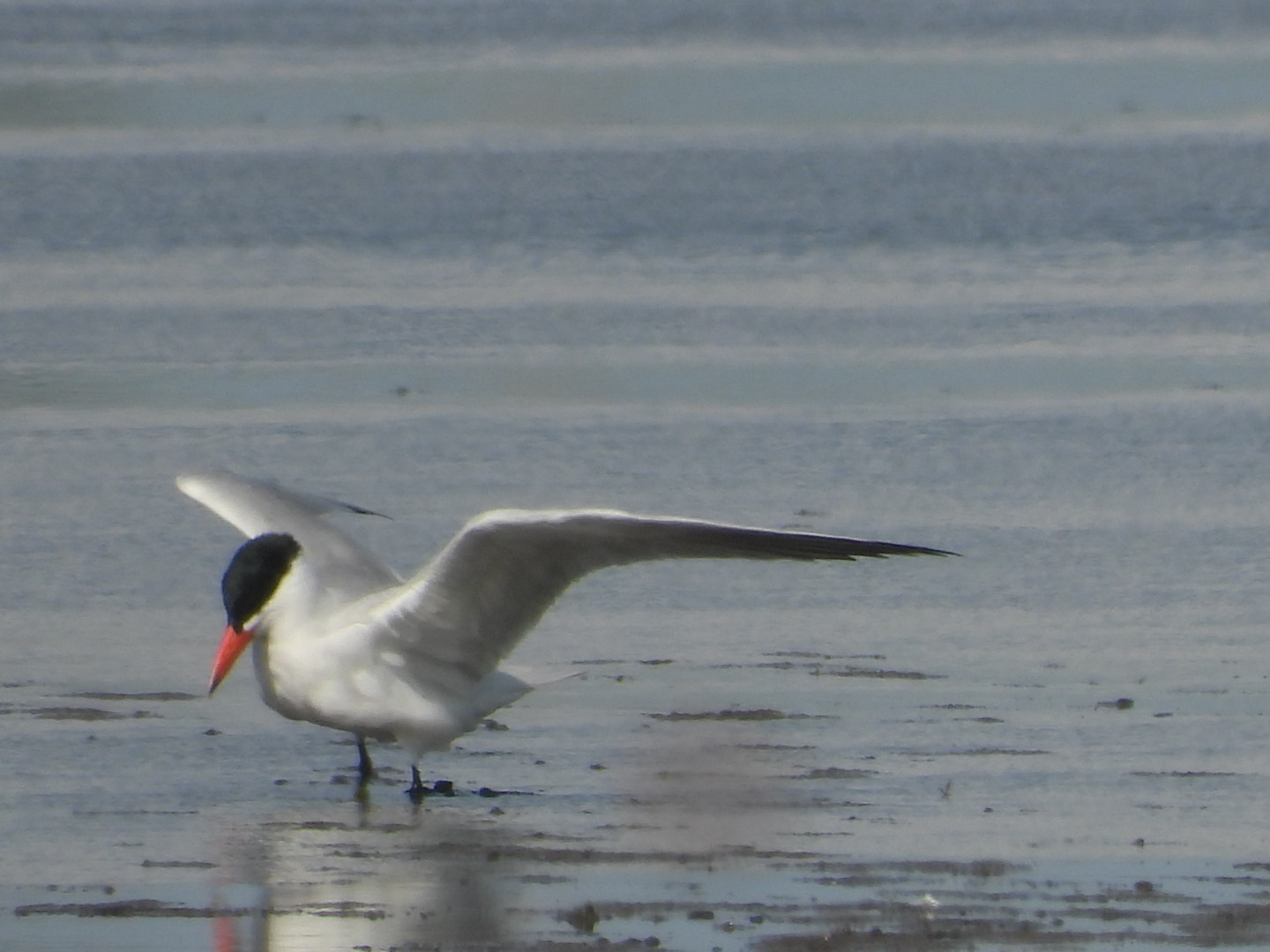 Caspian Tern