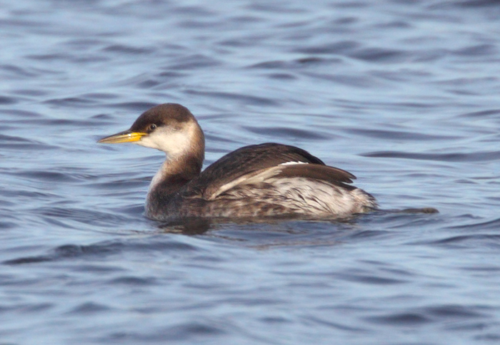 Red-necked Grebe