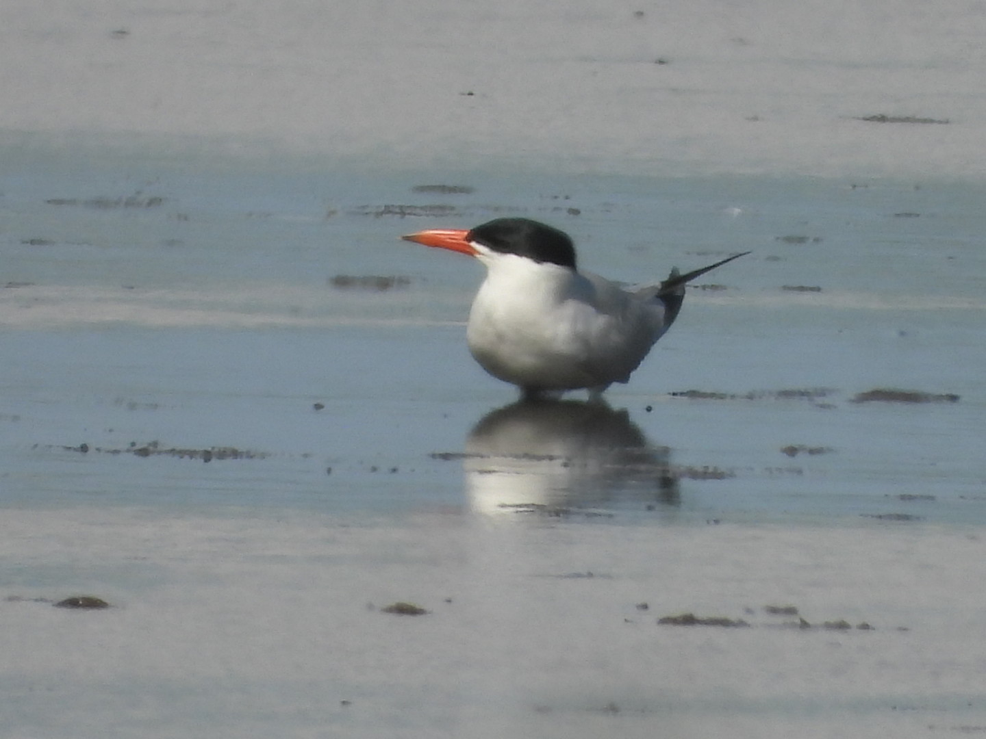 Caspian Tern