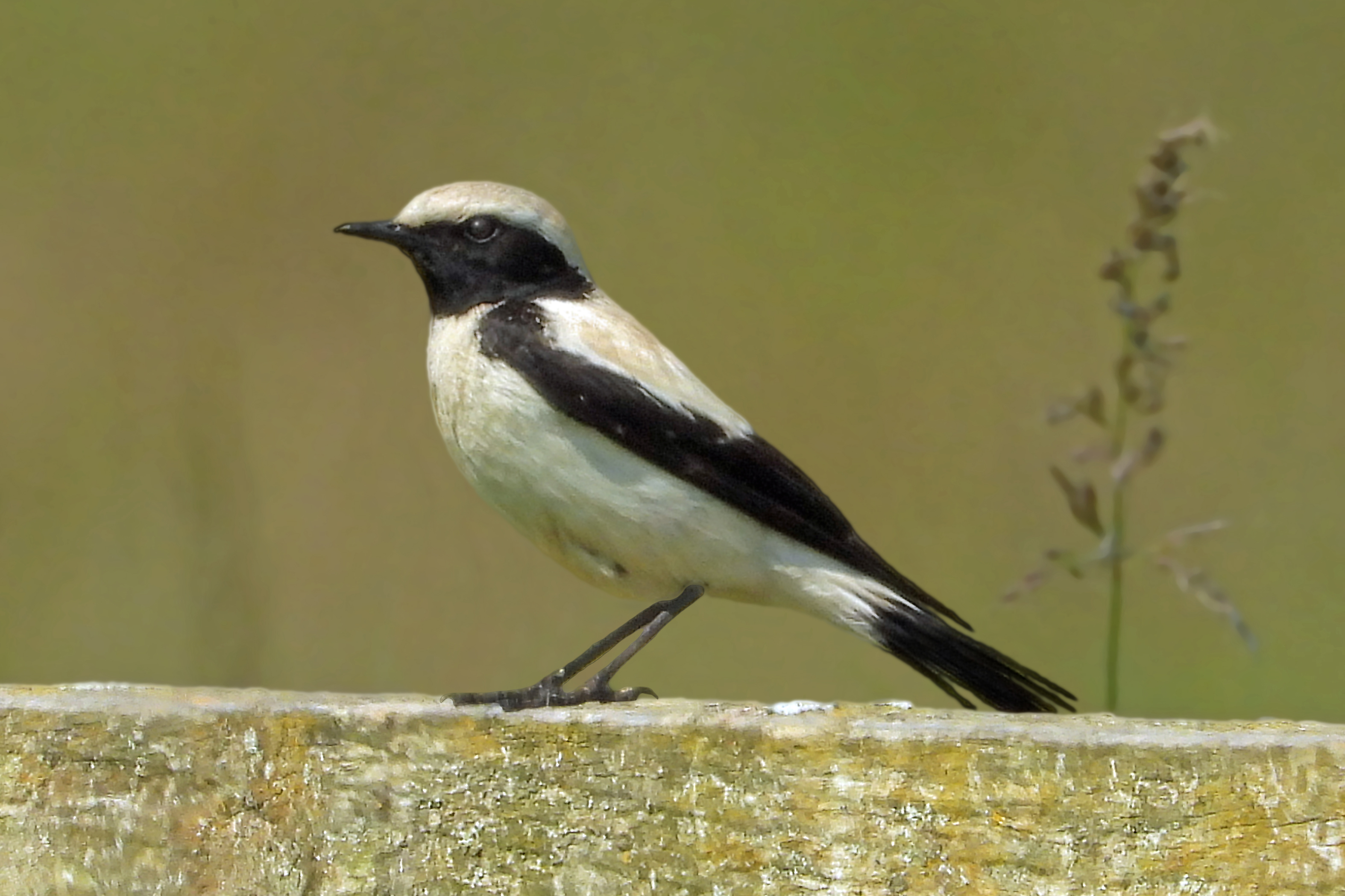 Desert Wheatear