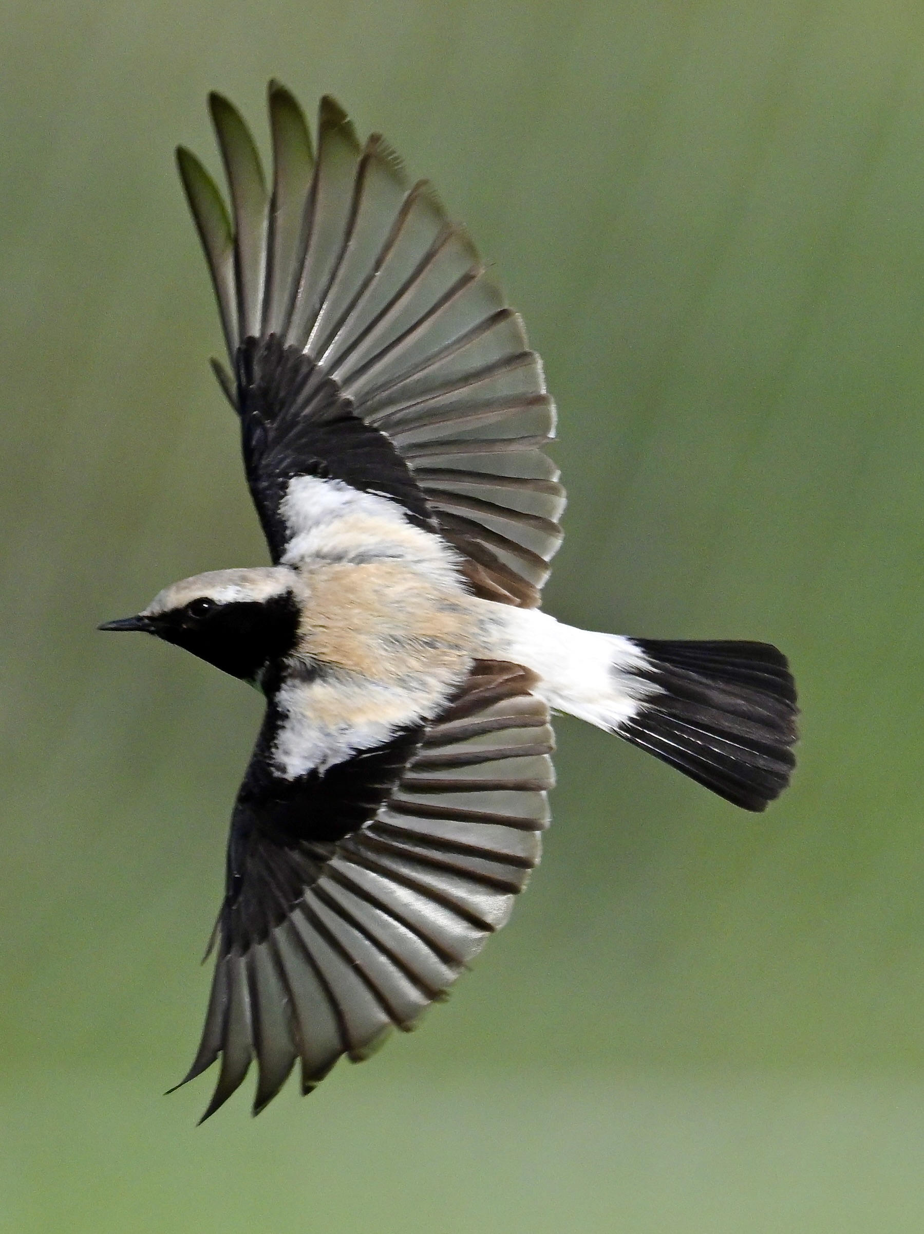 Desert Wheatear