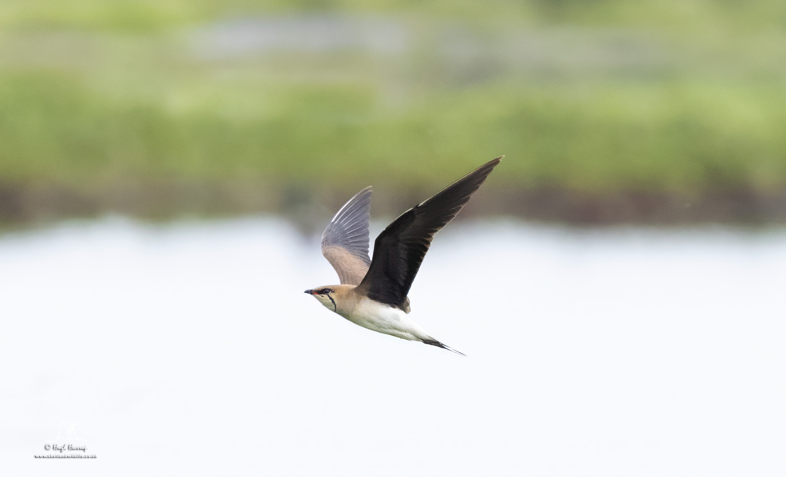 Black-winged Pratincole