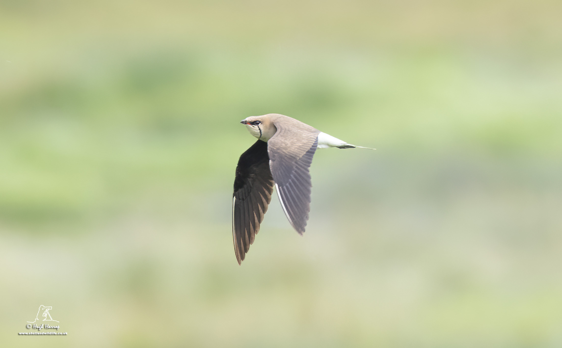 Black-winged Pratincole