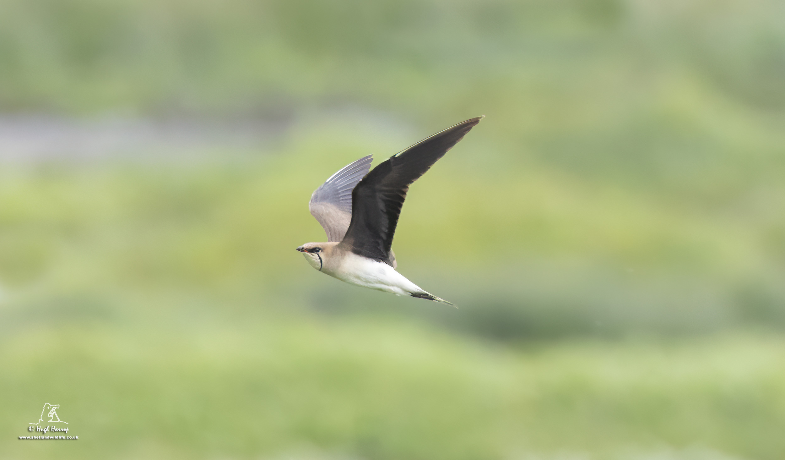 Black-winged Pratincole