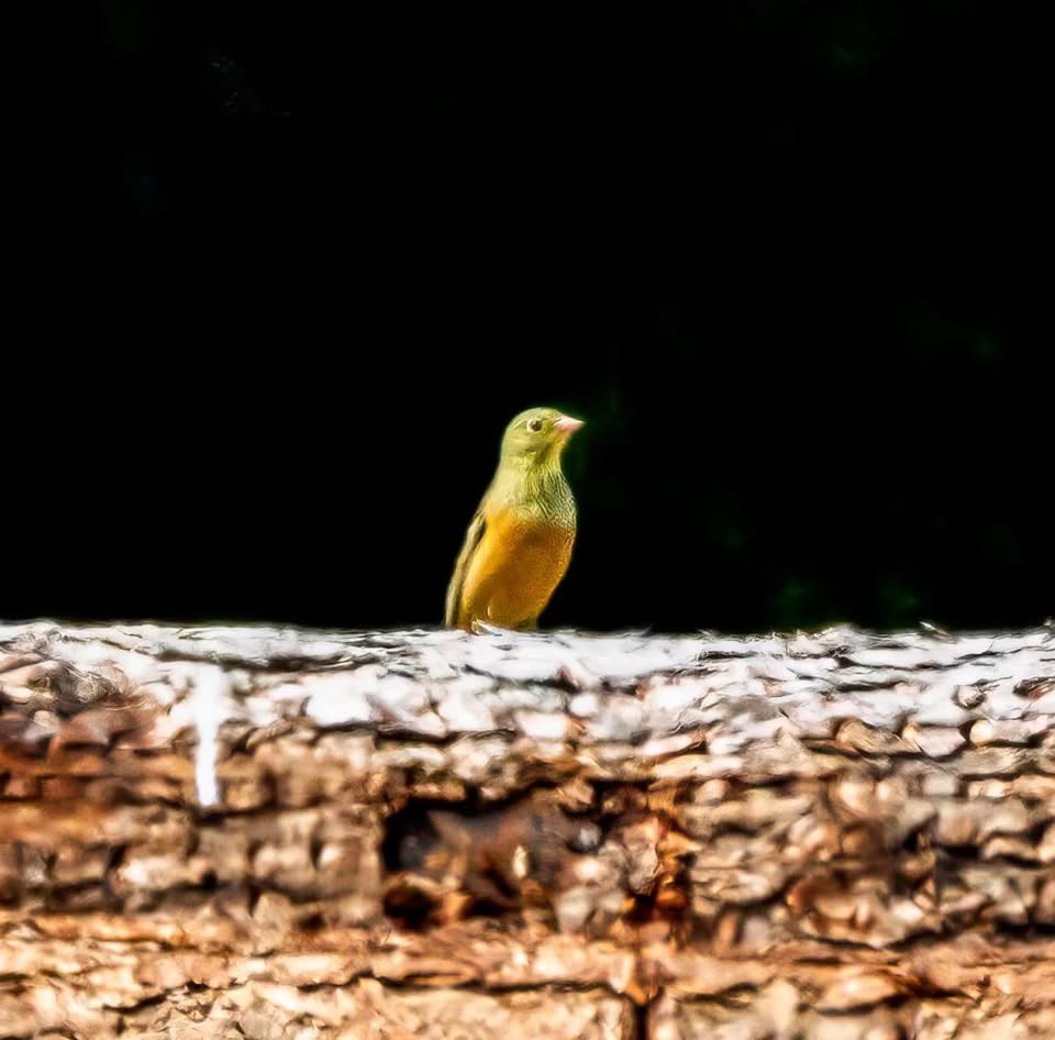 Ortolan Bunting