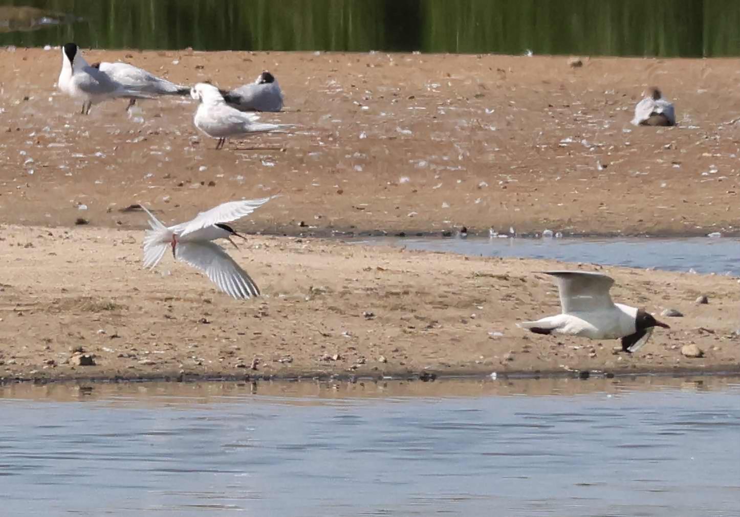 Roseate Tern