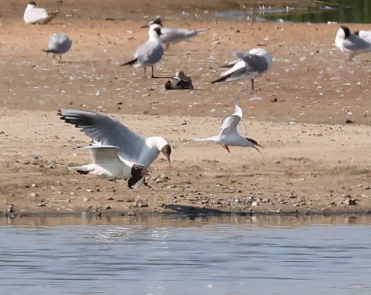Roseate Tern