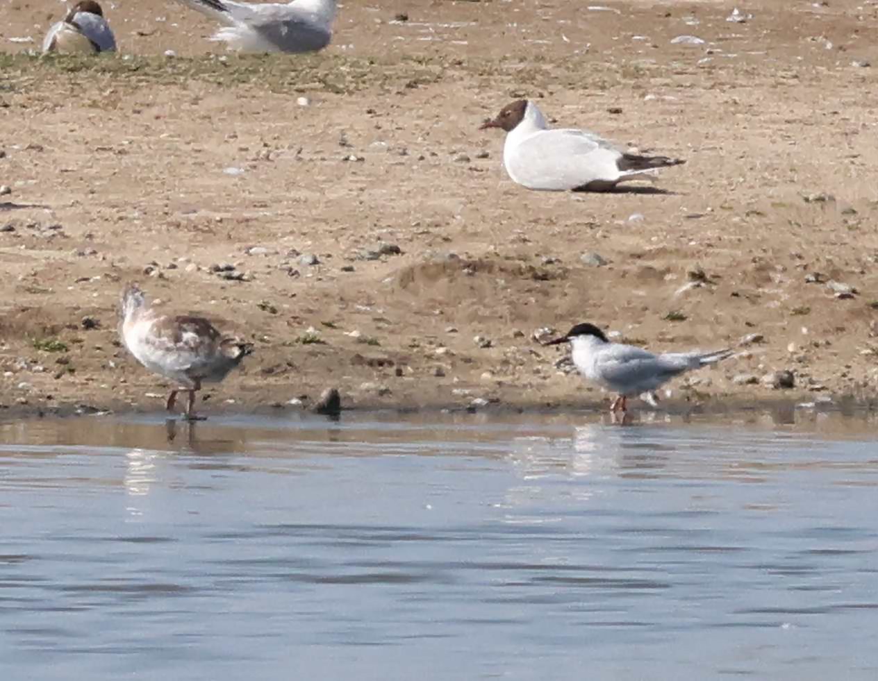 Roseate Tern
