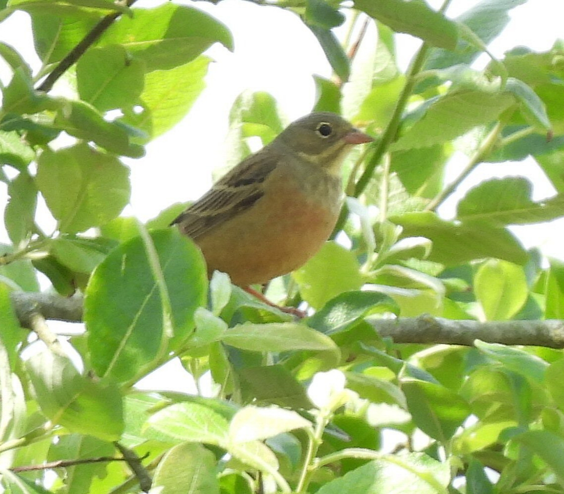Ortolan Bunting