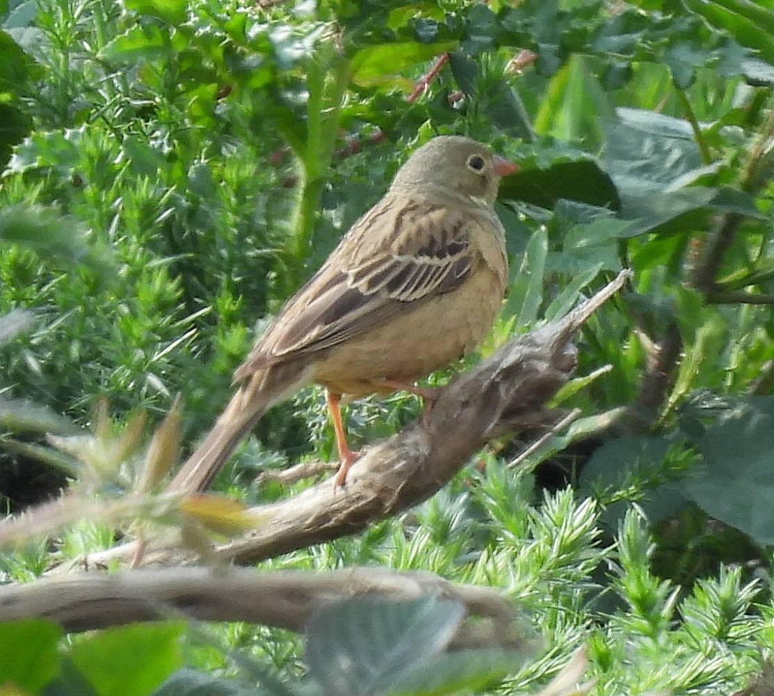 Ortolan Bunting