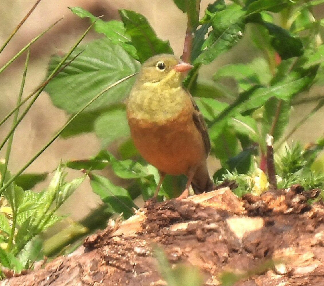 Ortolan Bunting
