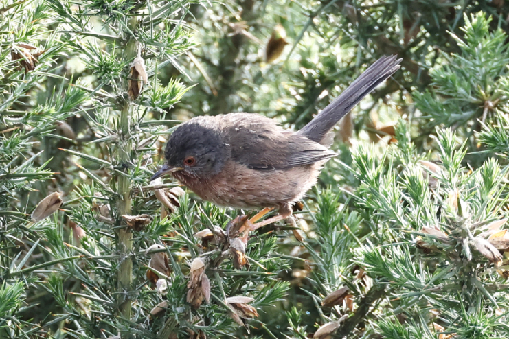 Dartford Warbler