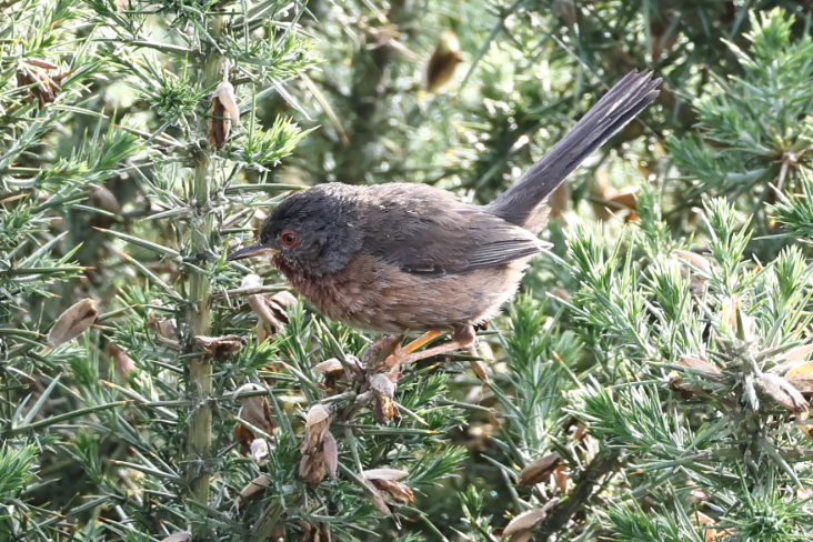 Dartford Warbler