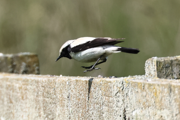 Desert Wheatear