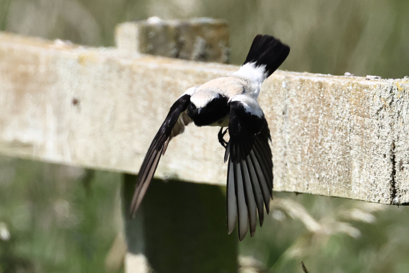 Desert Wheatear