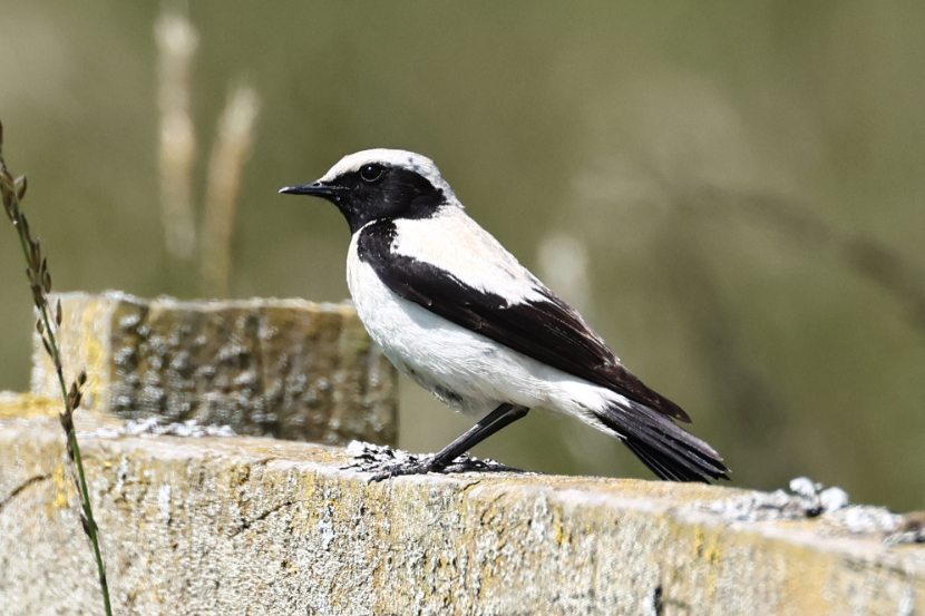 Desert Wheatear