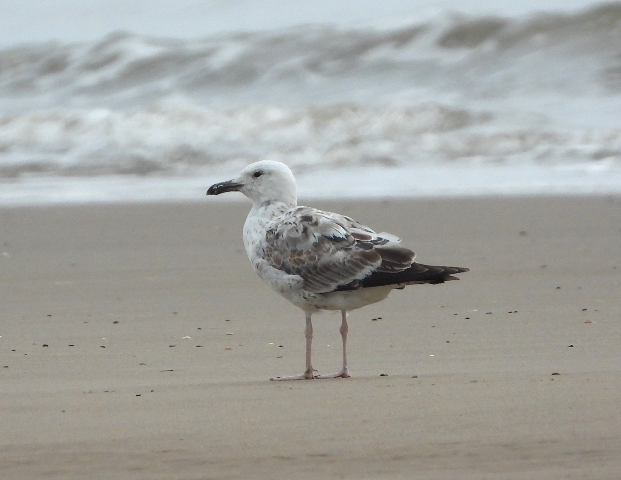 Caspian Gull