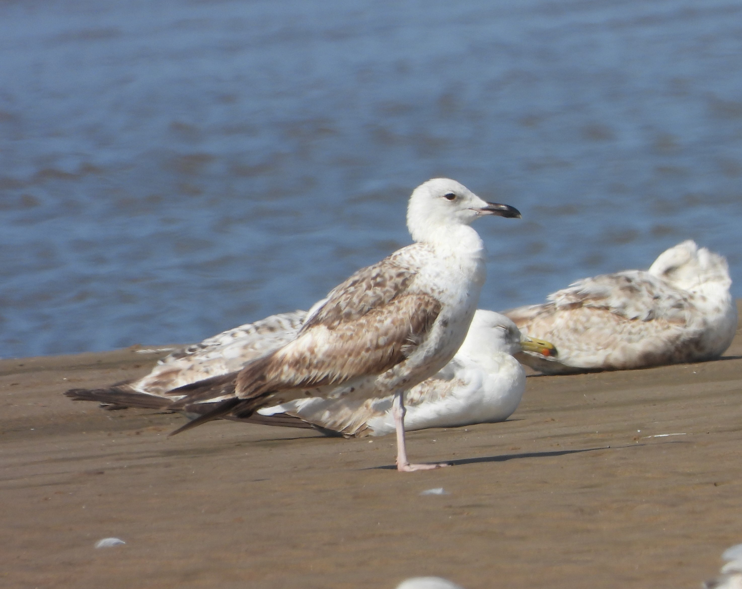 Caspian Gull
