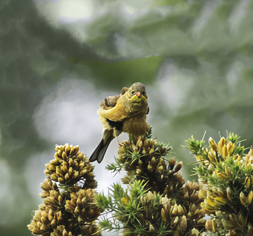 Ortolan Bunting