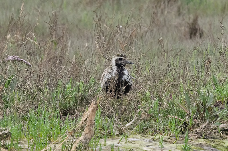 Pacific Golden Plover