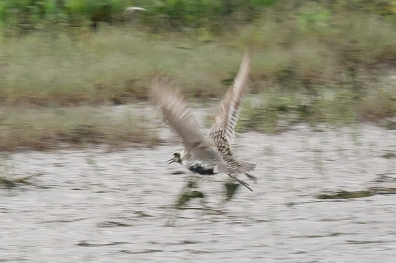 Pacific Golden Plover