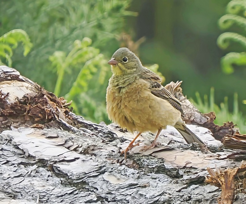 Ortolan Bunting