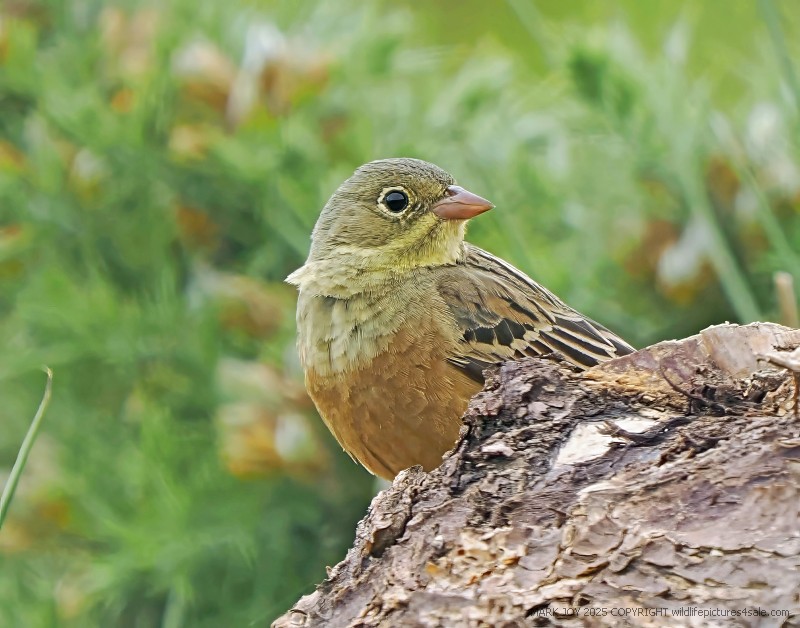 Ortolan Bunting