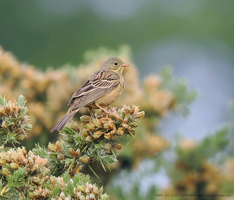 Ortolan Bunting