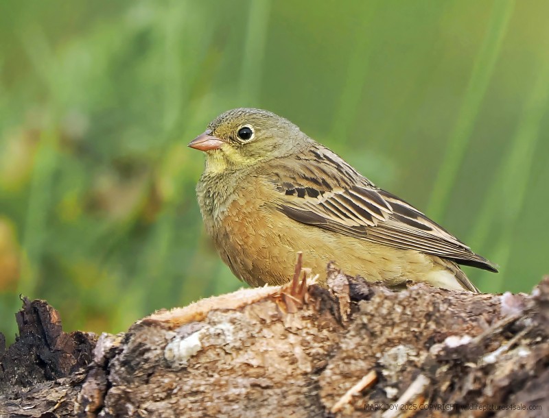 Ortolan Bunting