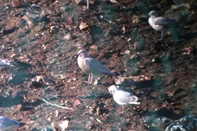 Glaucous Gull
