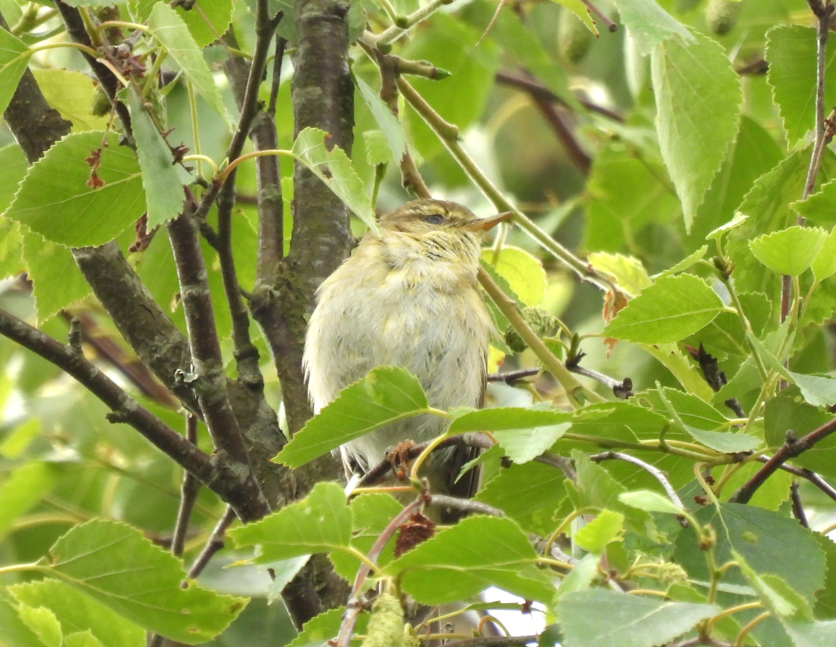 Iberian Chiffchaff