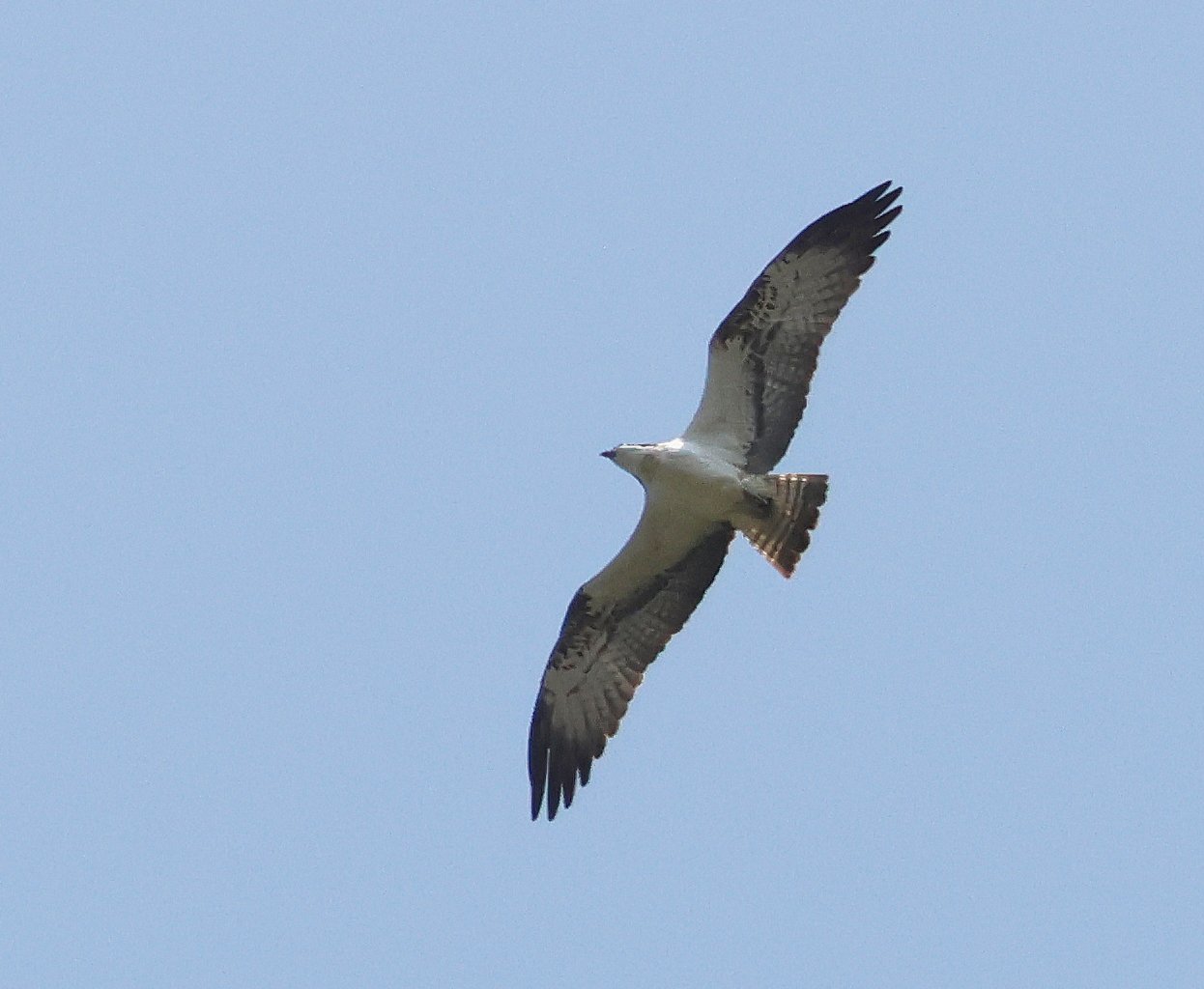 Osprey