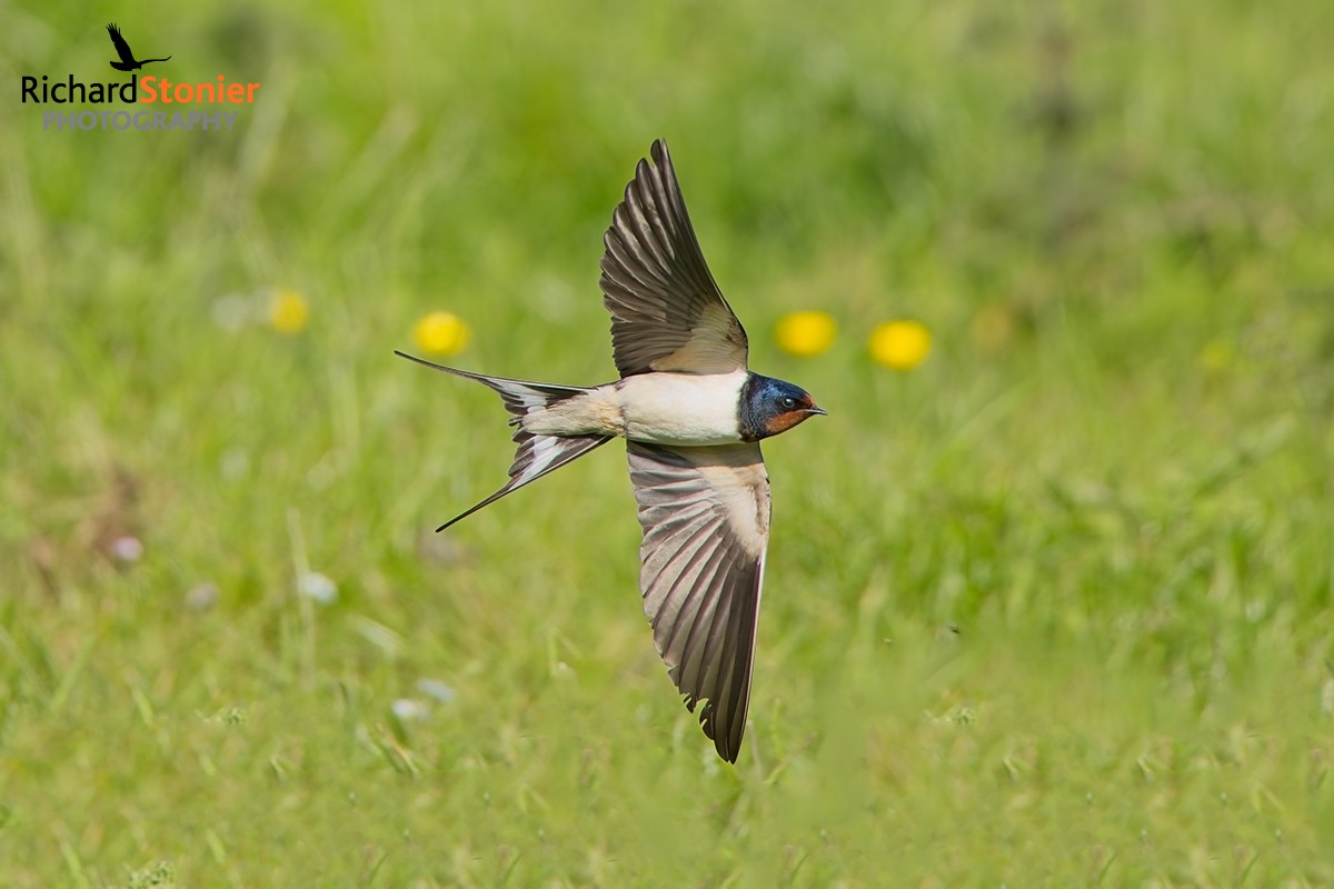 Swallow