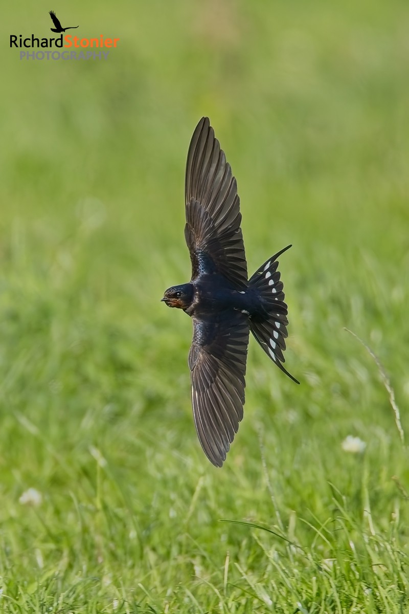 Swallow